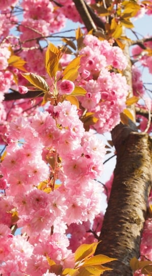 pink flower tree thumbnail