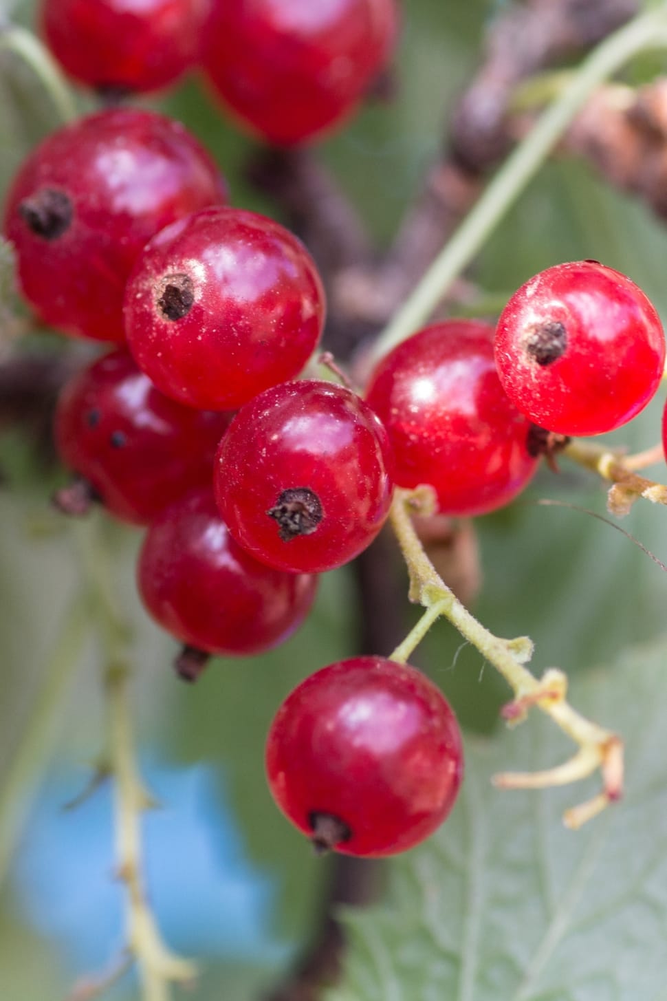 Berries, Currants, Garden, Macro, fruit, red preview