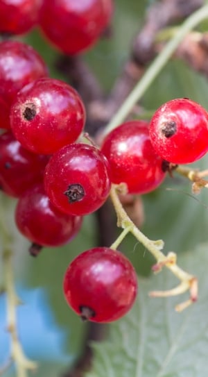 Berries, Currants, Garden, Macro, fruit, red thumbnail