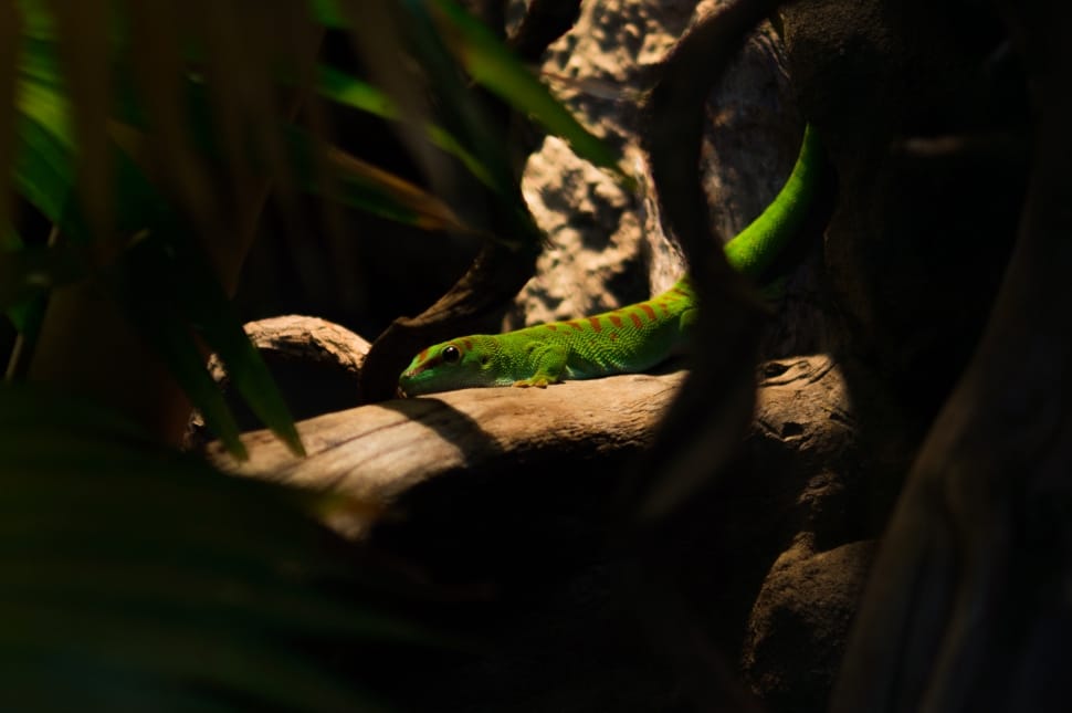 green and brown lizard preview