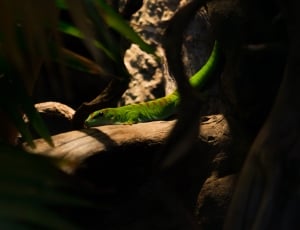 green and brown lizard thumbnail