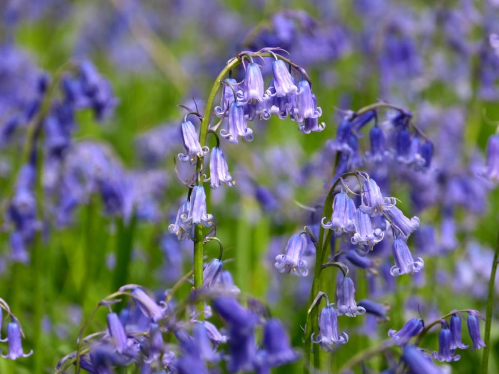 bluebell flowers preview
