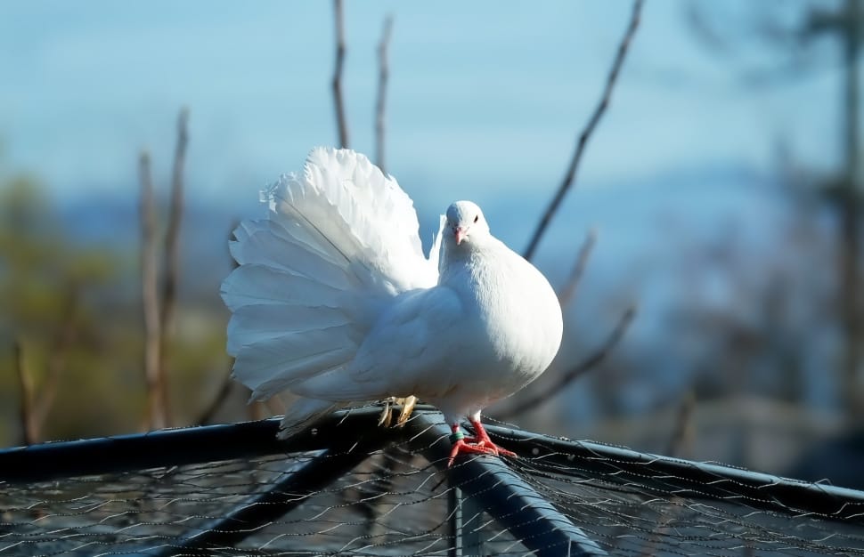 white dove preview