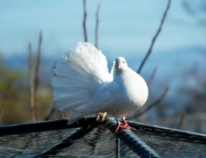 white dove thumbnail
