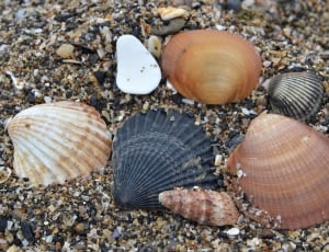 5 clam shells thumbnail