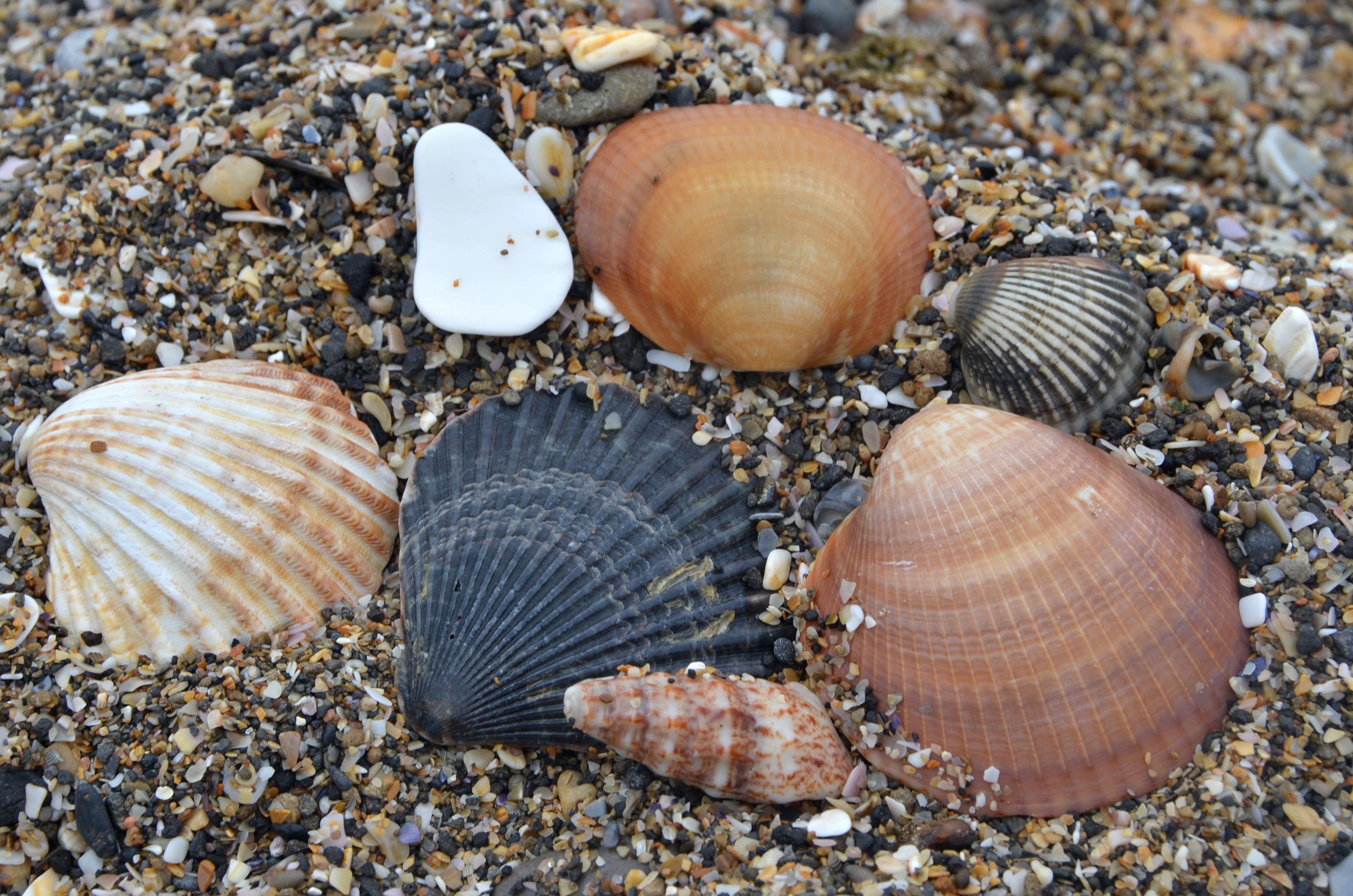 5 clam shells