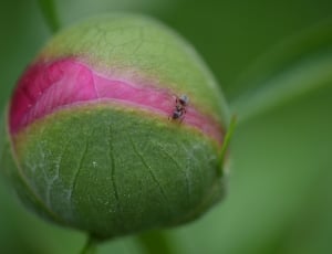 black ant on green-pink flower buds thumbnail