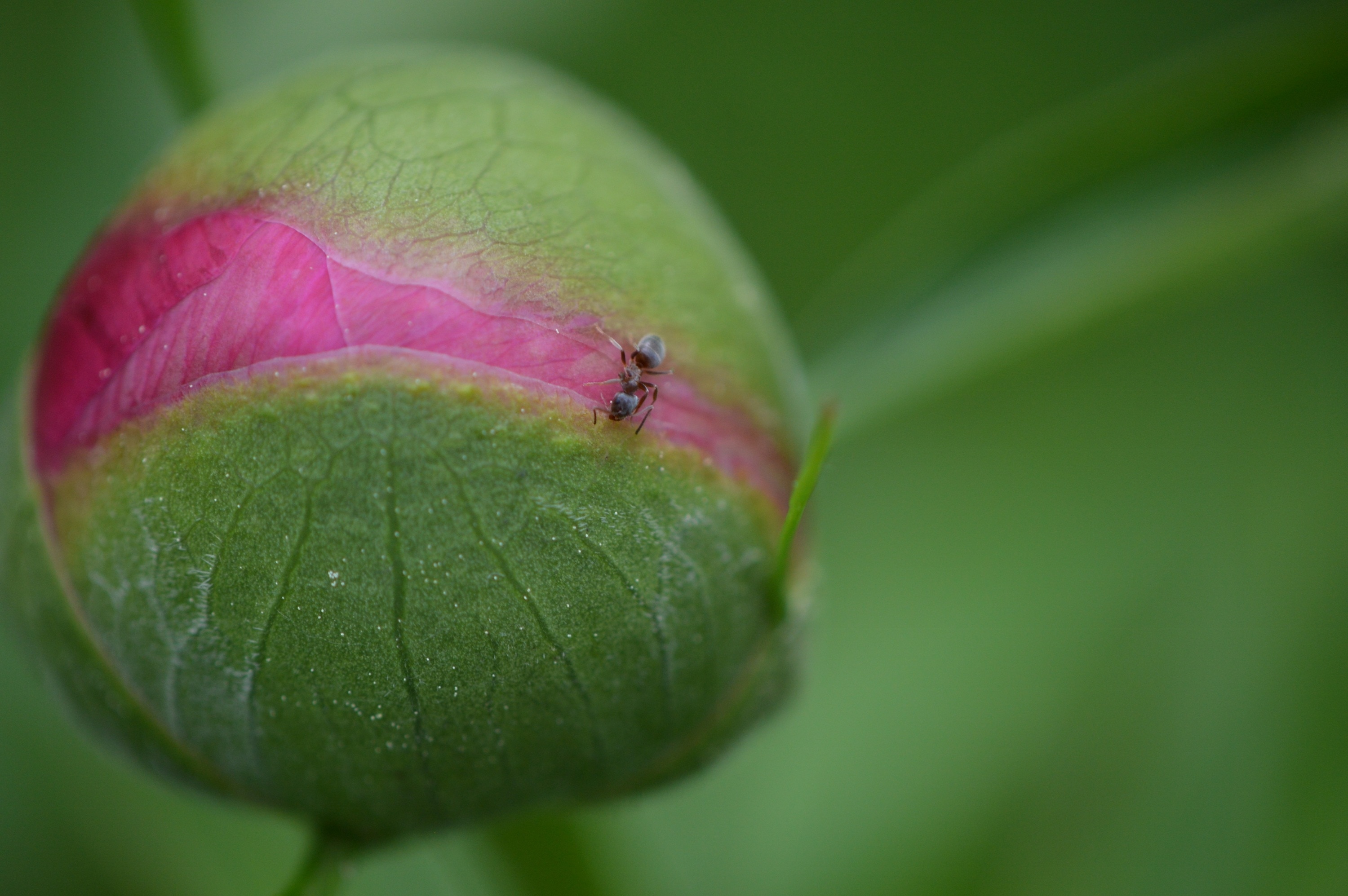 black ant on green-pink flower buds