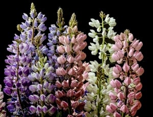 pink, purple, and white flowers thumbnail
