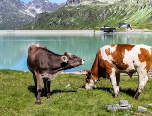 brown and white cow and black cow thumbnail