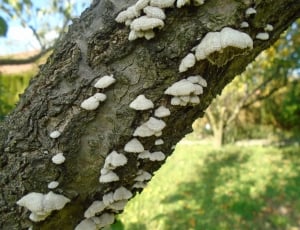brown tree trunk with white mushrooms growing on it thumbnail