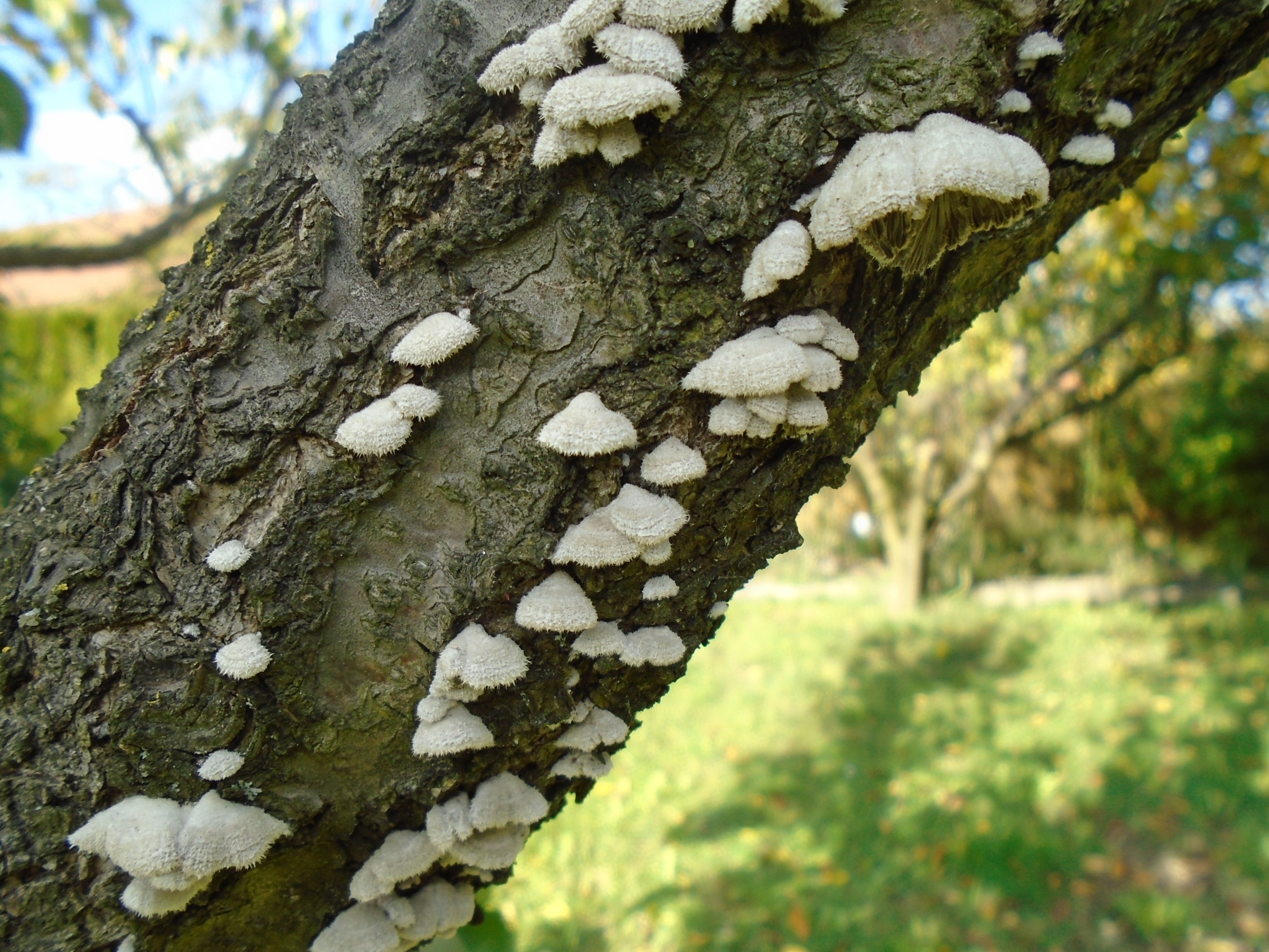 brown tree trunk with white mushrooms growing on it