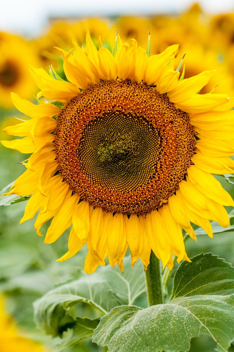 close-up photo of sunflower preview