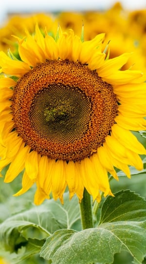 close-up photo of sunflower thumbnail