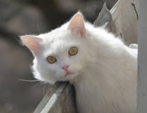 close up photo of white short fur cat during daytime thumbnail