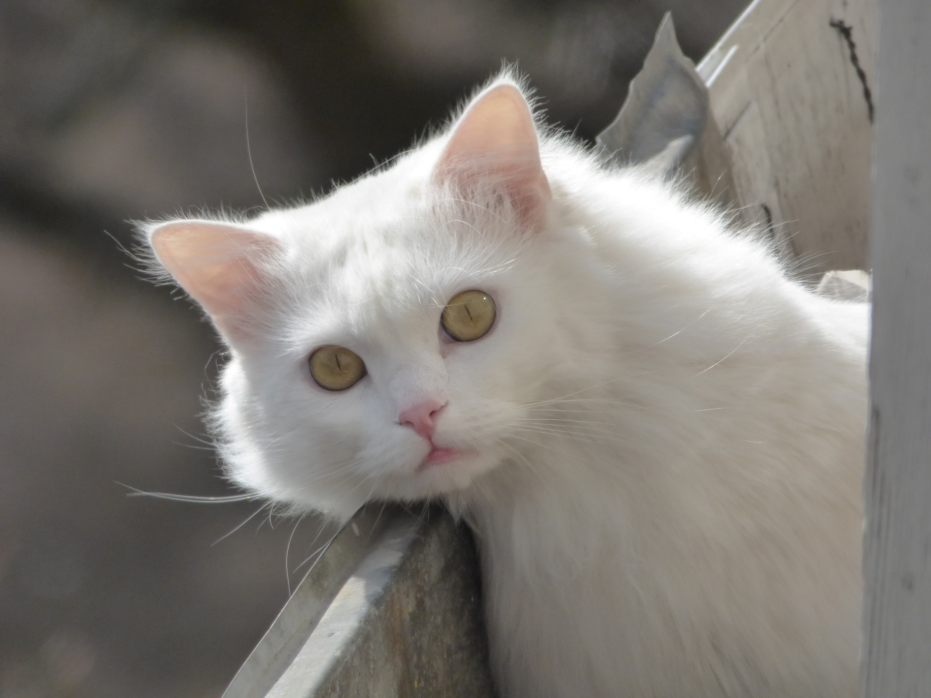close up photo of white short fur cat during daytime