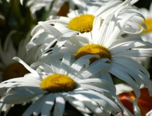 Marguerite, Daisy, Flowering, Spring, flower, petal thumbnail