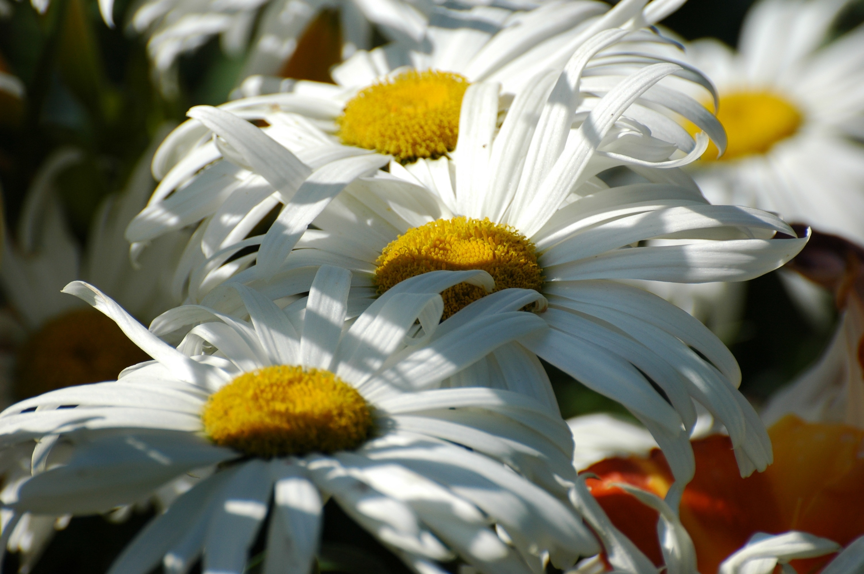 Marguerite, Daisy, Flowering, Spring, flower, petal