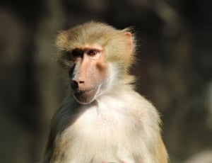 brown and white fur monkey thumbnail