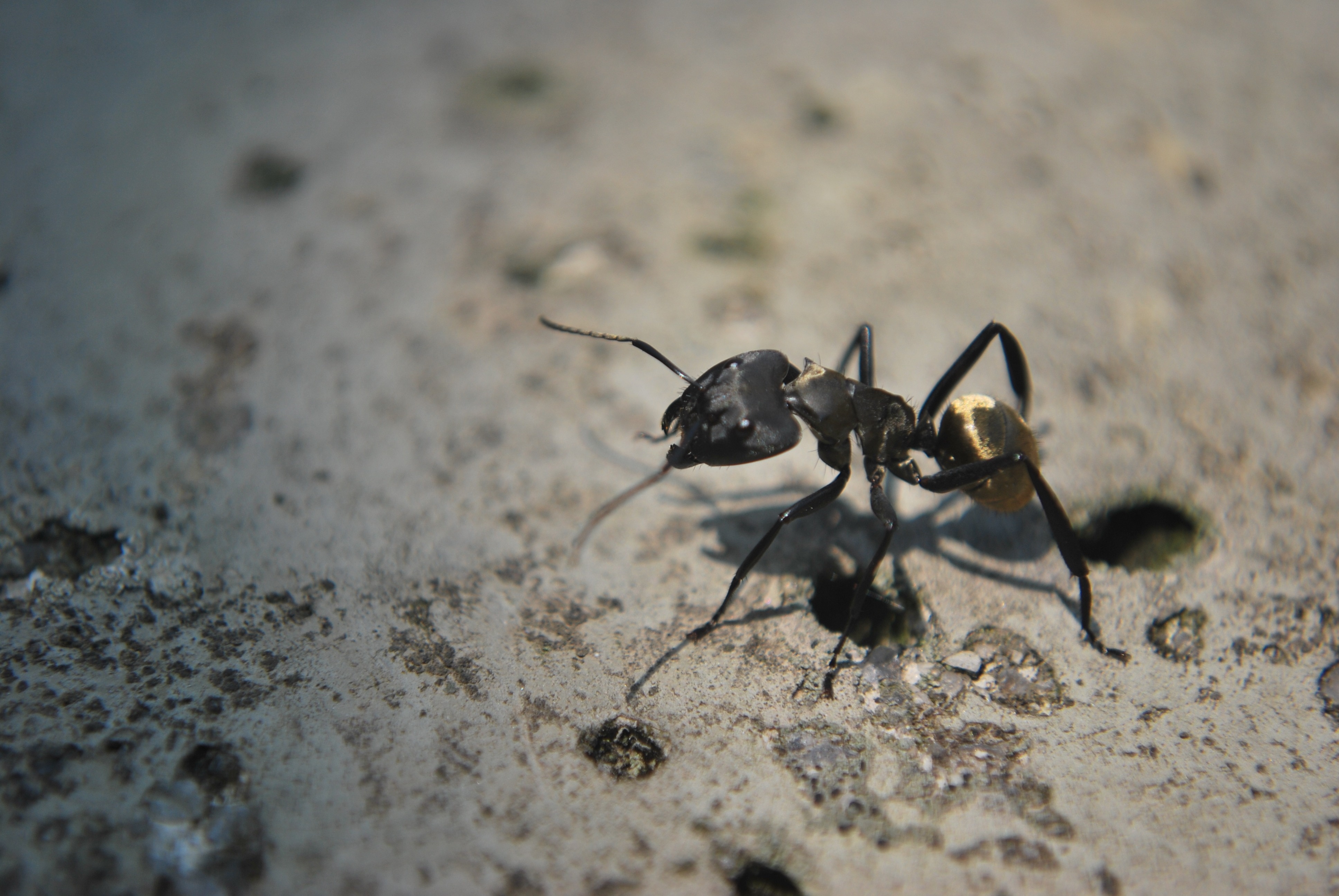 black bullet ant