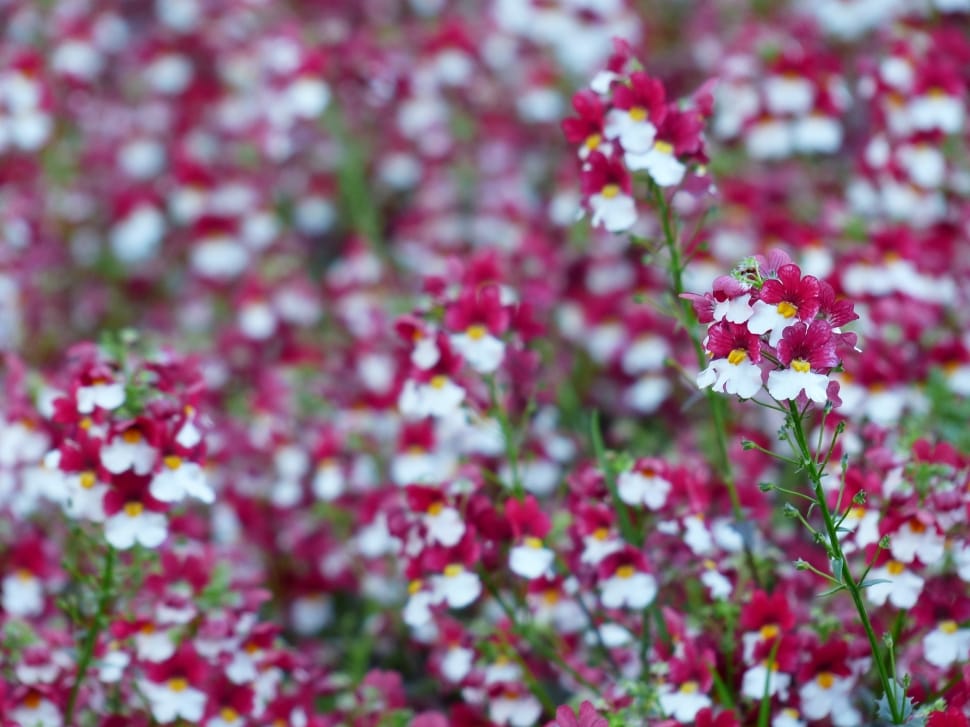 white and red cluster flower fields preview