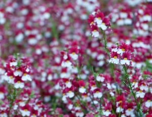 white and red cluster flower fields thumbnail