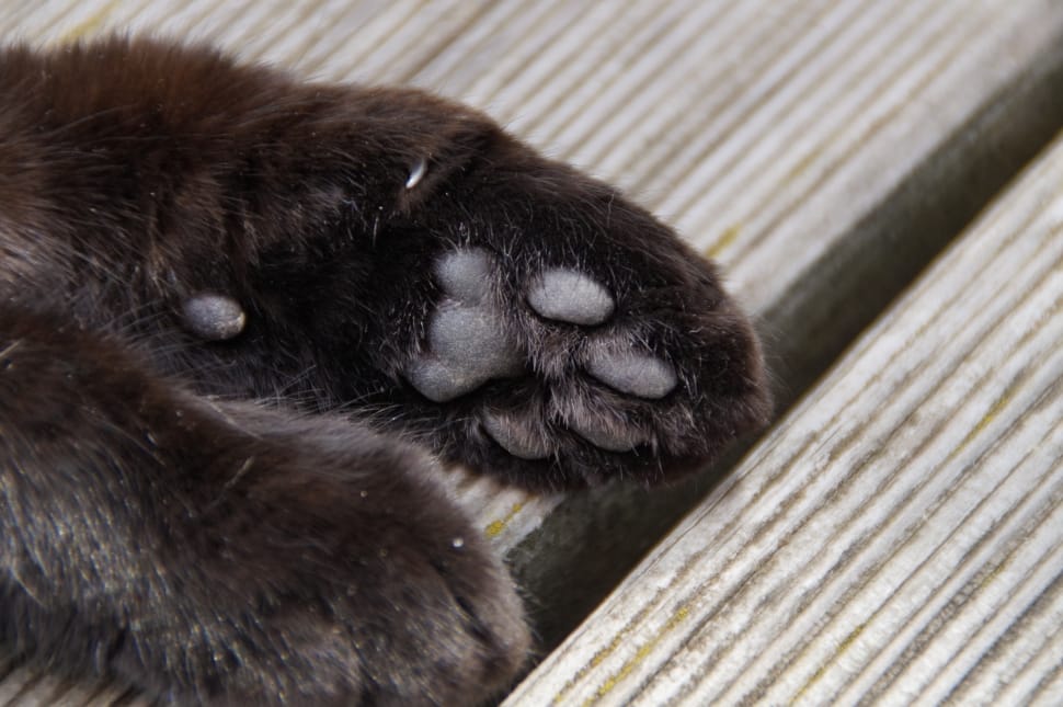 Black best sale cat feet