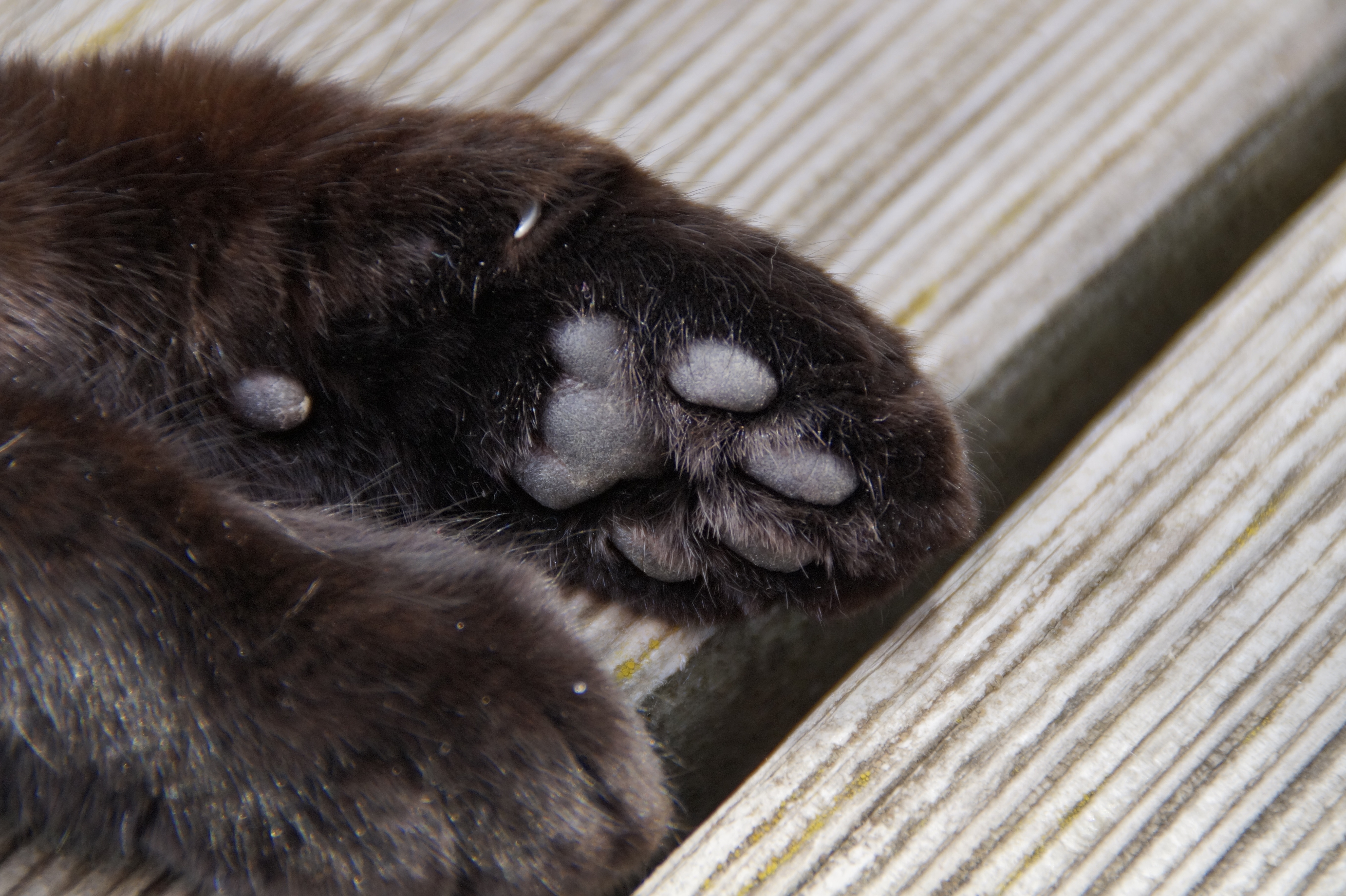 Black best sale paws cat