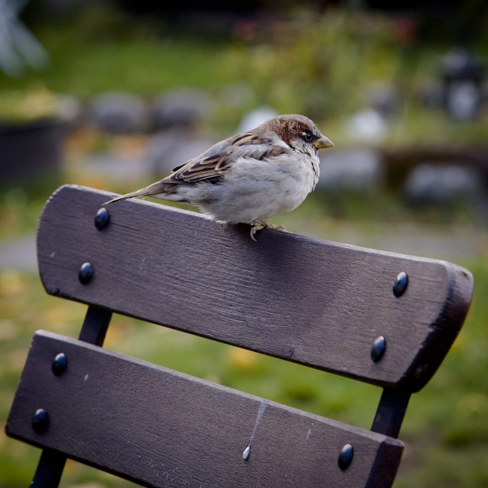 brown and white bird on top of brown wooden bench preview