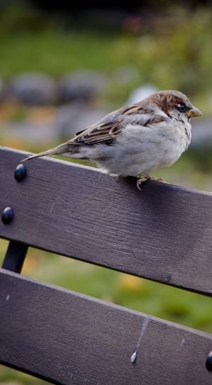 brown and white bird on top of brown wooden bench thumbnail