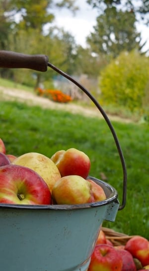 Bucket, Apples Are Harvested By, Apple, fruit, food and drink thumbnail