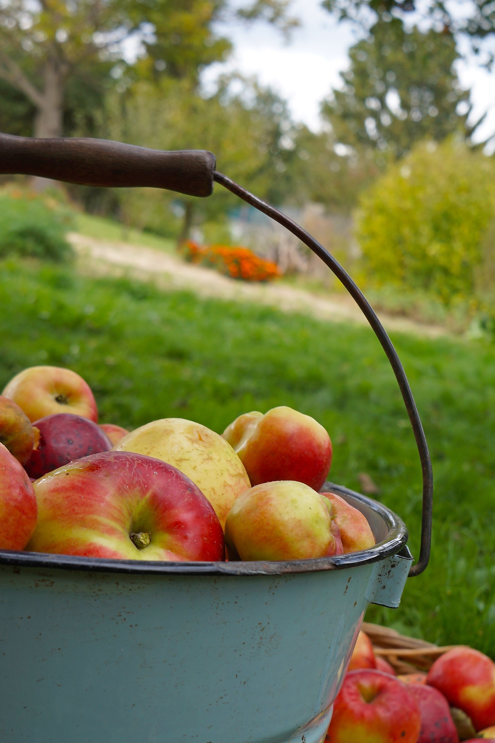 Bucket, Apples Are Harvested By, Apple, fruit, food and drink