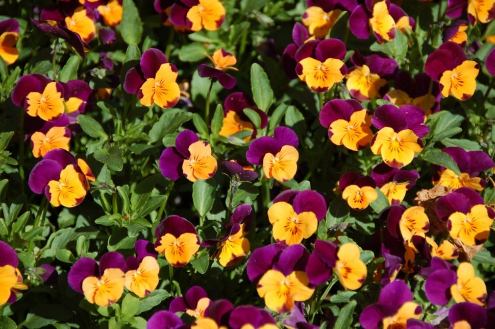 yellow and purple petaled flower preview