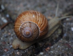 beige snail thumbnail