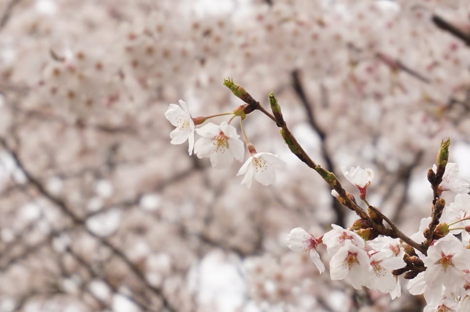 Pink, Cherry, Flowers, Japan, Wood, flower, blossom free image | Peakpx