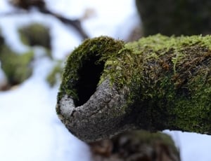 close up photography of green moss thumbnail
