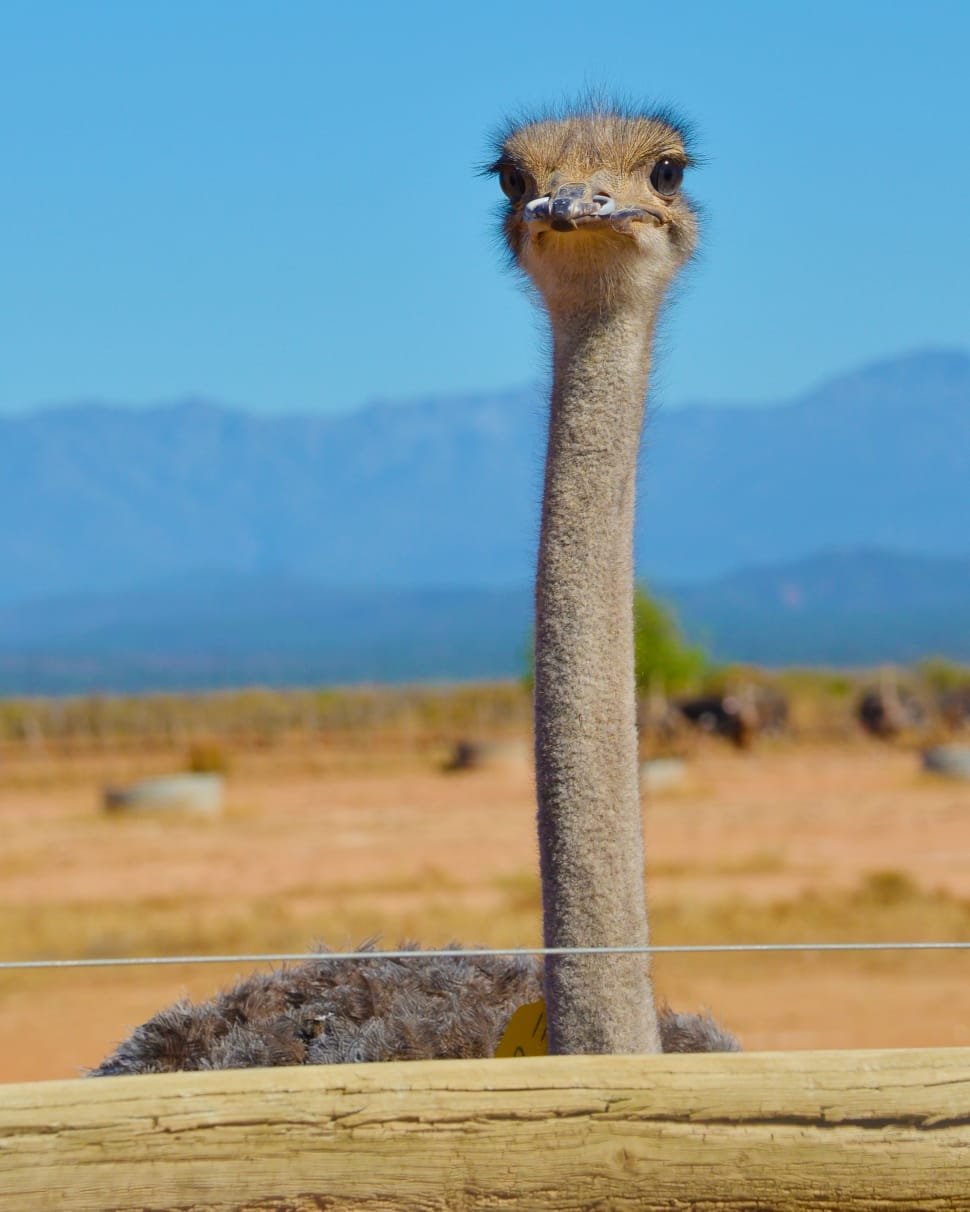 ostrich photo preview