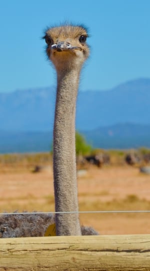 ostrich photo thumbnail