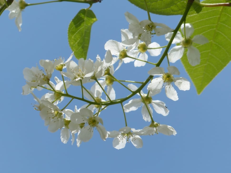 Common Bird Cherry, Flowers, leaf, plant preview
