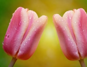 2 pink petaled flower thumbnail