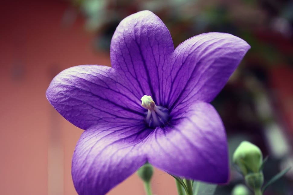 Flower, Balloon Flower, Platycodon, flower, purple preview