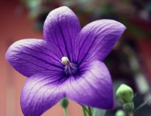 Flower, Balloon Flower, Platycodon, flower, purple thumbnail