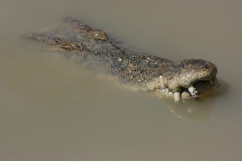 closeup photo of alligator on water preview