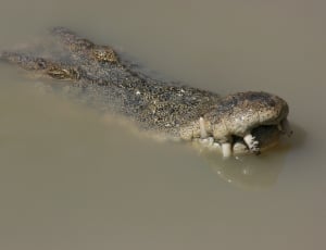 closeup photo of alligator on water thumbnail
