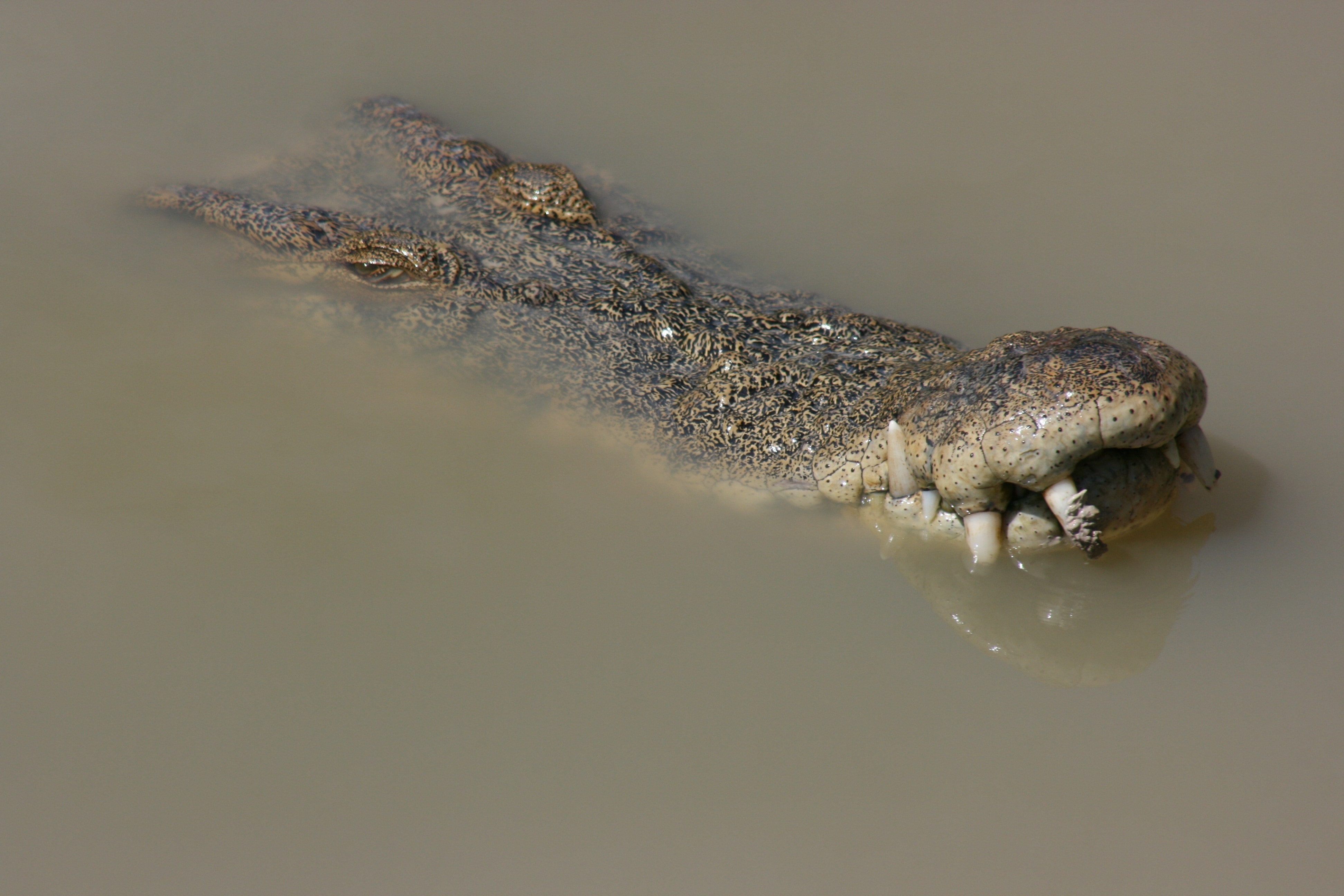 closeup photo of alligator on water