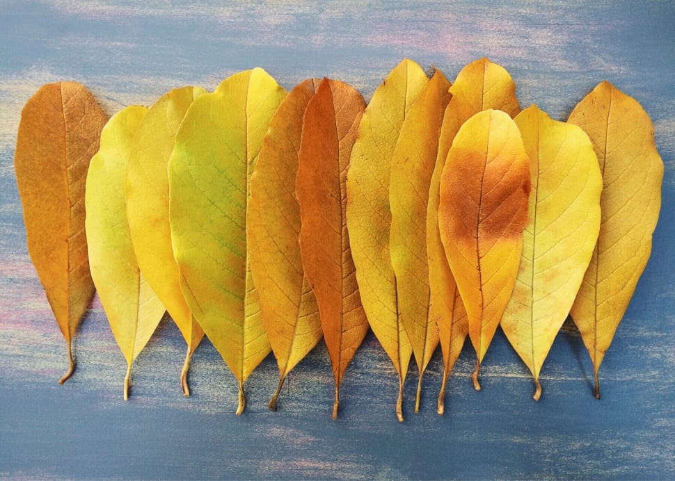 yellow and brown leaf lot preview