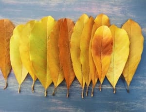yellow and brown leaf lot thumbnail