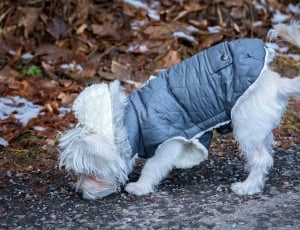 white long coat dog with vest thumbnail