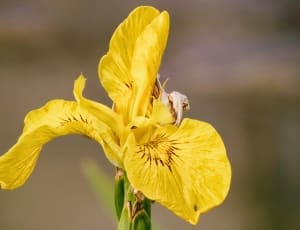 yellow iris thumbnail