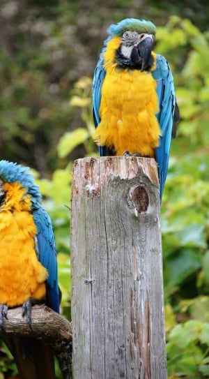 2 blue yellow and black birds thumbnail